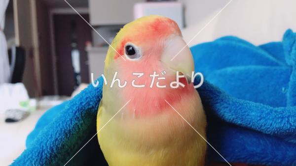 迷い鳥の写真