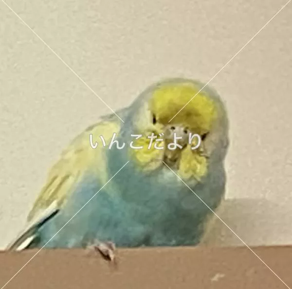 保護鳥の写真