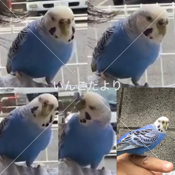 保護鳥の写真