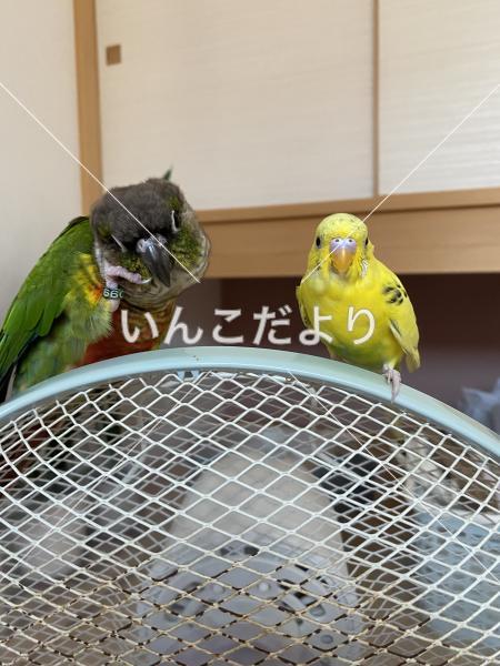迷い鳥の写真