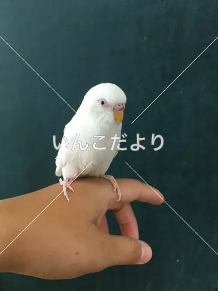 保護鳥の写真