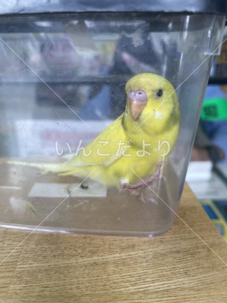 保護鳥の写真