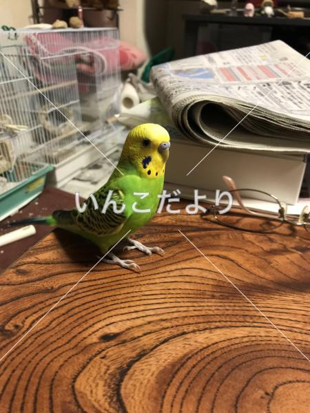 迷い鳥の写真