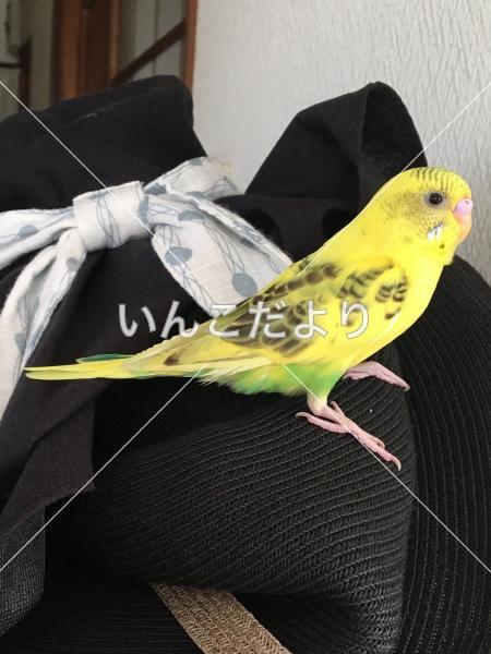 迷い鳥の写真