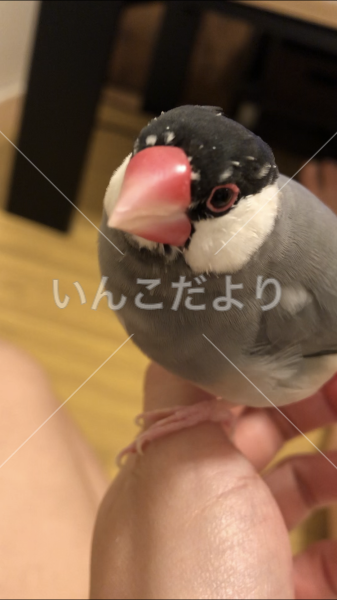 迷い鳥の写真