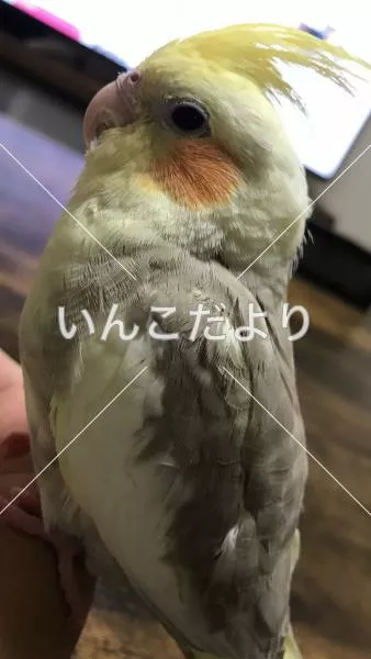 保護鳥の写真