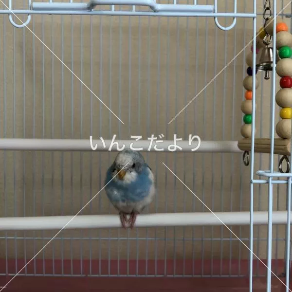 保護鳥の写真
