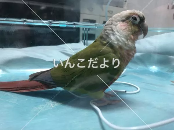 保護鳥の写真