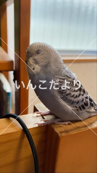 迷い鳥の写真