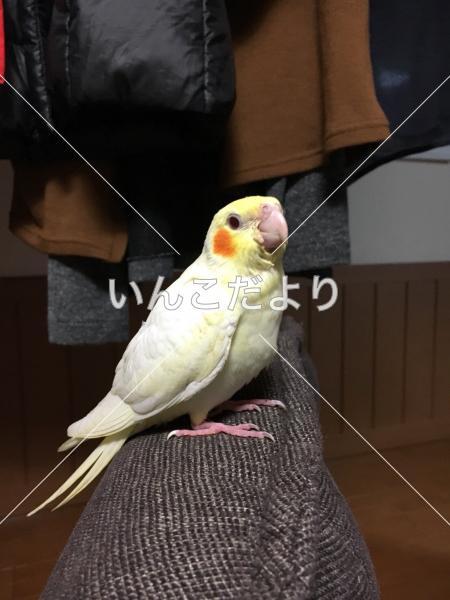 迷い鳥の写真