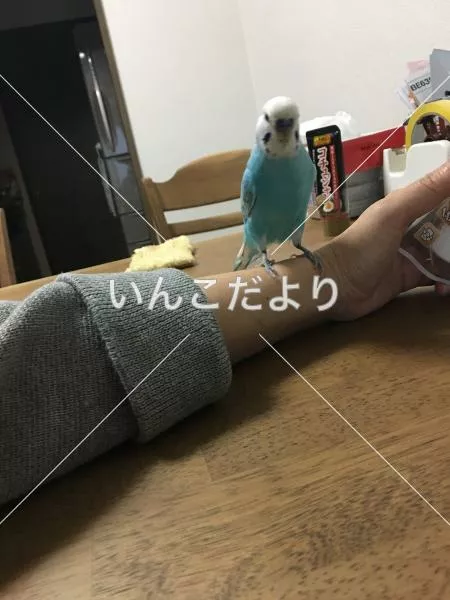 迷い鳥の写真