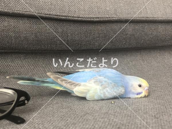 迷い鳥の写真