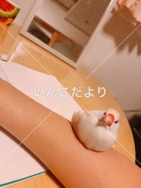 迷い鳥の写真
