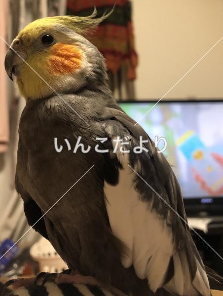 迷い鳥の写真