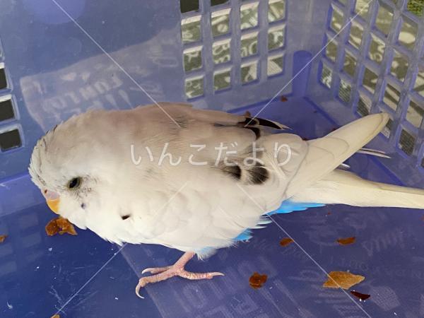 保護鳥の写真