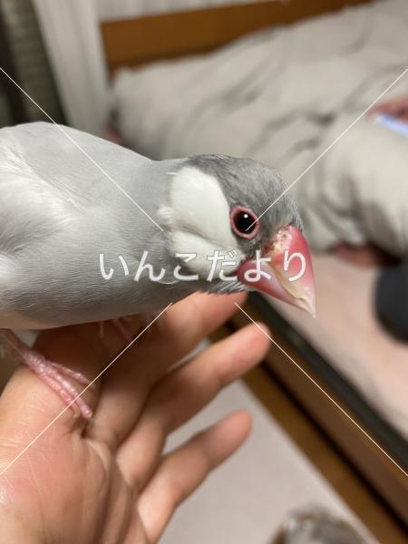 迷い鳥の写真