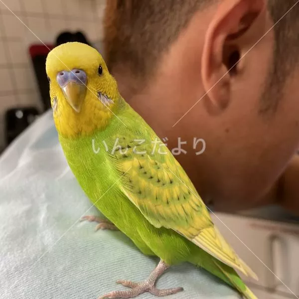 保護鳥の写真