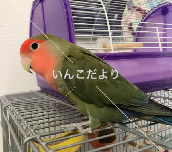 保護鳥の写真
