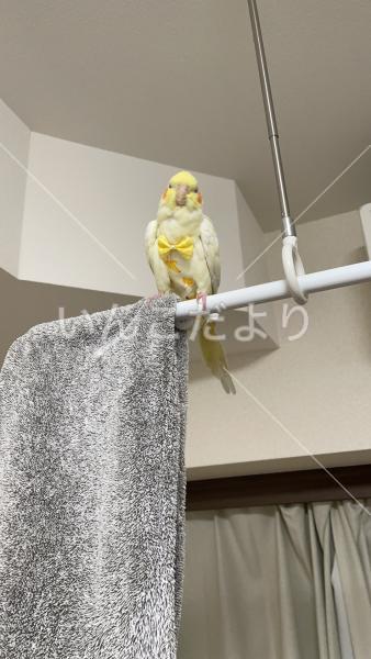 迷い鳥の写真