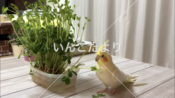迷い鳥の写真