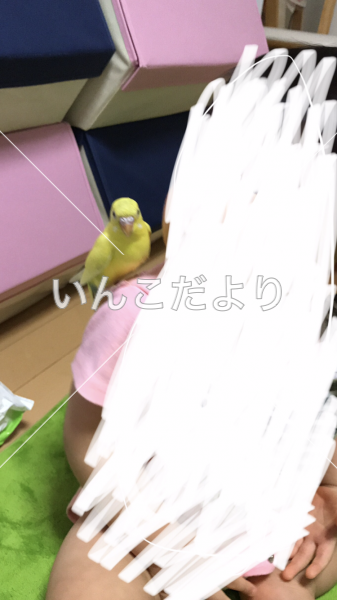迷い鳥の写真
