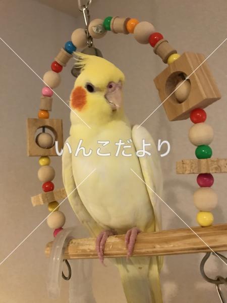 迷い鳥の写真