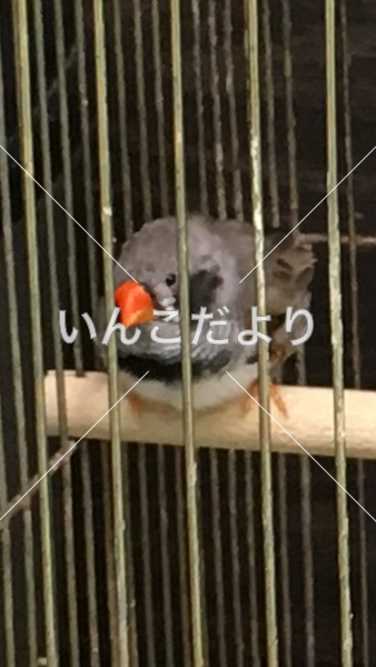 迷い鳥の写真