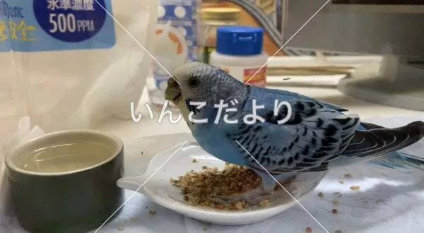 保護鳥の写真