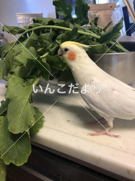 迷い鳥の写真