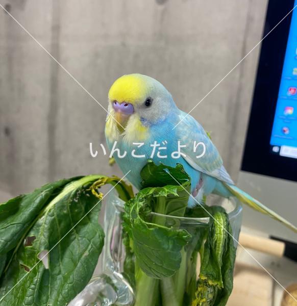 迷い鳥の写真