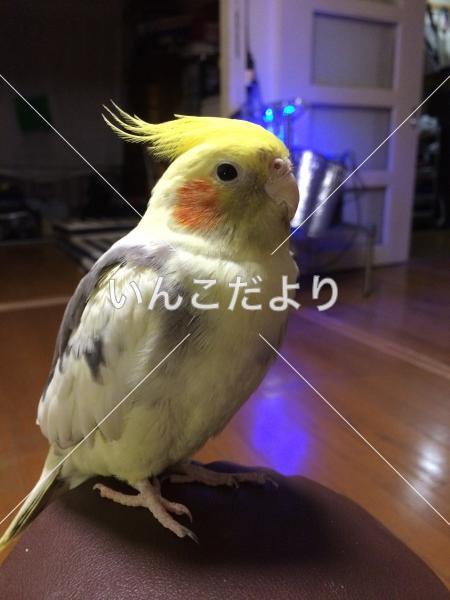 迷い鳥の写真