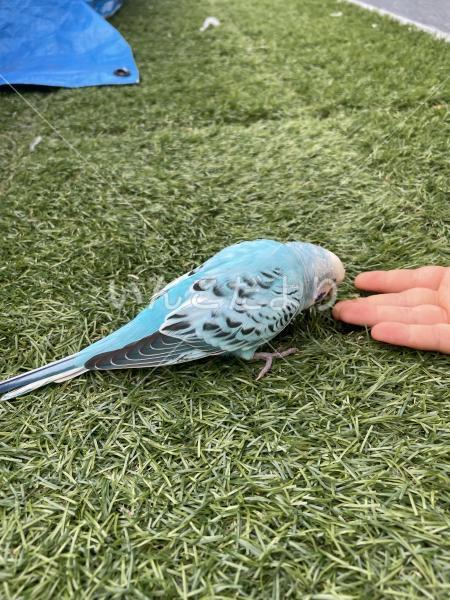 保護鳥の写真