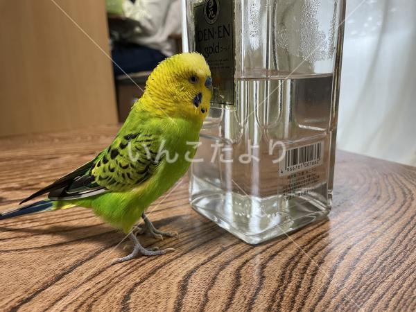 迷い鳥の写真
