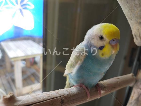 保護鳥の写真