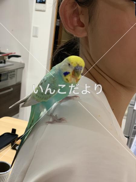 迷い鳥の写真