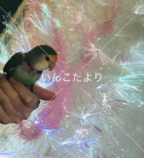 迷い鳥の写真