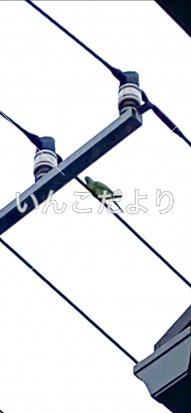 保護鳥の写真