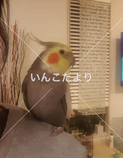 迷い鳥の写真