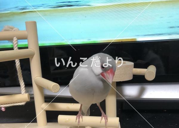 迷い鳥の写真