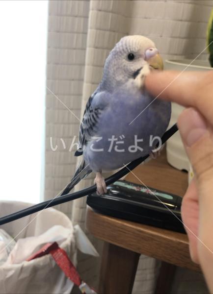 迷い鳥の写真