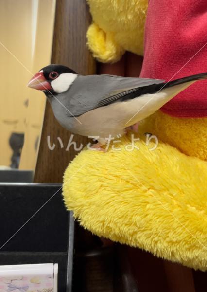 迷い鳥の写真