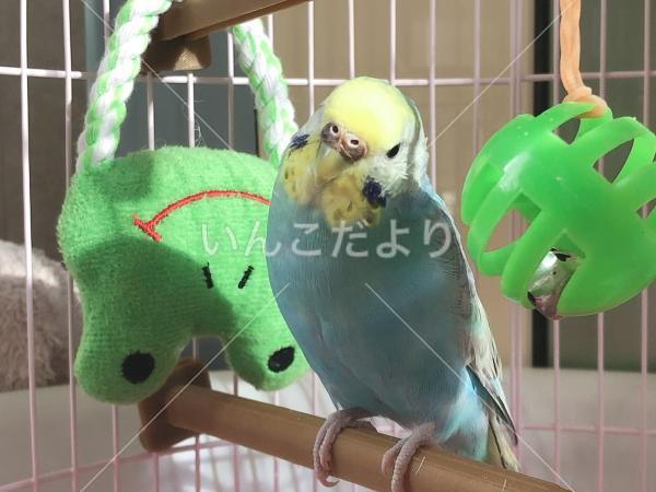 迷い鳥の写真