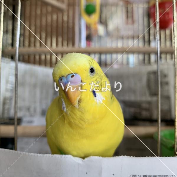 迷い鳥の写真