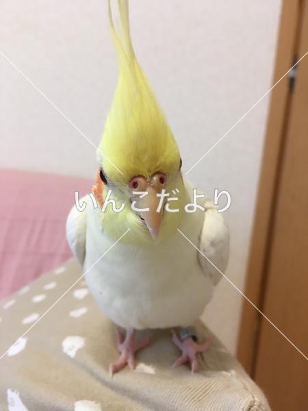 迷い鳥の写真