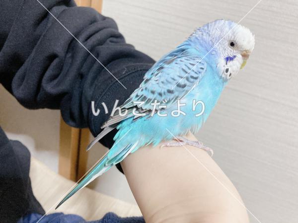 保護鳥の写真