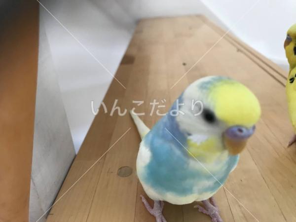 迷い鳥の写真