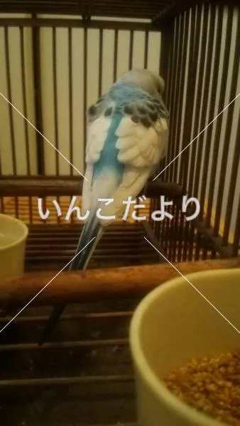 保護鳥の写真