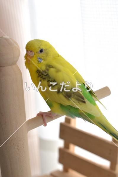 迷い鳥の写真