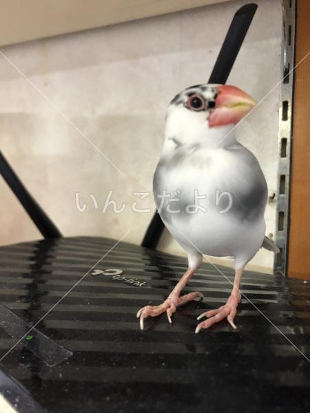 迷い鳥の写真