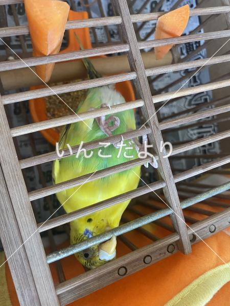 保護鳥の写真